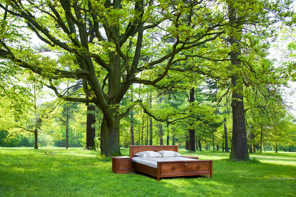 The Eco-Friendly Choice: Latex Mattresses and Sustainability