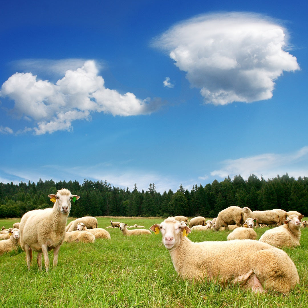 Why Wool is Used for Our Mattress Fire Barrier