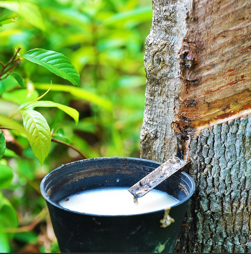 natural latex foam production rubber tree tapping